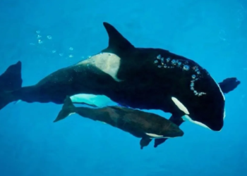 El "Tour del Duelo": La historia de Tahlequah, la orca que cargó a su cría muerta 6 El "Tour del Duelo": La historia de Tahlequah, la orca que cargó a su cría muerta