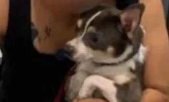 Misterio resuelto: Perrito extraviado en Michoacán es localizado en Cancún 1 Misterio resuelto: Perrito extraviado en Michoacán es localizado en Cancún