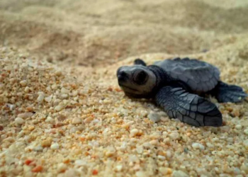 ¡Las dejan morir! denuncian negligencia tras muerte de crías de tortuga en Isla Mujeres