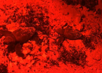 ¿Fraude ecológico? Hallan 17 nidos de tortuga en lugar de megaproyecto en Mahahual