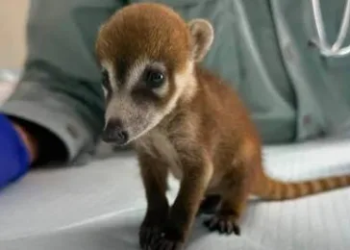 Operativo interinstitucional rescata a un coatí lesionado en Cancún