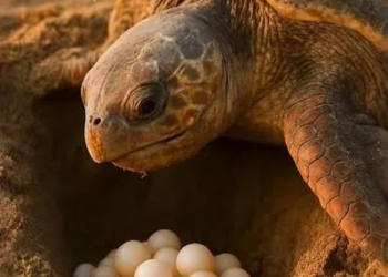 Solo quería cumplir su misión: tortuga muere tras desovar en playas de Campeche