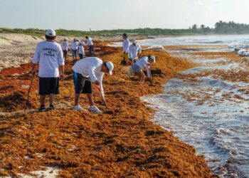 Quintana Roo refuerza estrategia contra el sargazo con nuevas acciones ambientales 2 Quintana Roo refuerza estrategia contra el sargazo con nuevas acciones ambientales