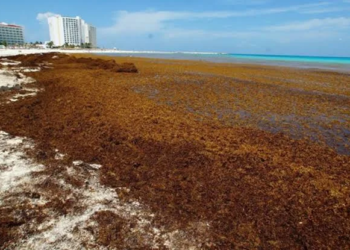 Refuerzan combate al sargazo en Playa del Carmen con estrategia conjunta
