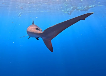 Pescadores de Quintana Roo cambian la captura por la conservación del tiburón