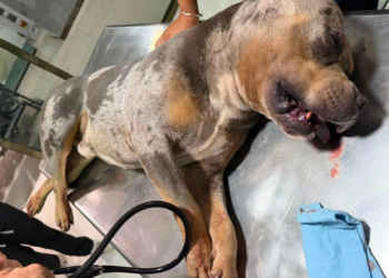 Denuncian que golpearon a un pitbull hasta causarle la muerte en Cancún