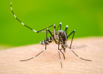 497 llantas y 1,967 m³ de basura: la guerra de Cancún contra el dengue que no da tregua 1 497 llantas y 1,967 m³ de basura: la guerra de Cancún contra el dengue que no da tregua