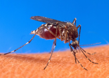 Dengue se duplica en Quintana Roo y prende alertas 4 Dengue se duplica en Quintana Roo y prende alertas
