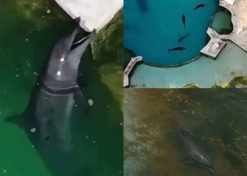 Nueve delfines siguen en Cancún y Profepa decidirá su destino 1 Nueve delfines siguen en Cancún y Profepa decidirá su destino