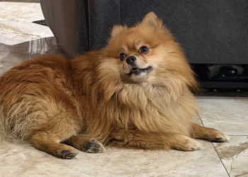 Madre enseña a su hija a robar perros de raza :"Bruno" el perrito Pomerania 2 Madre enseña a su hija a robar perros de raza :”Bruno” el perrito Pomerania