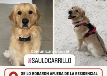 Alerta en Cancún por asaltos a mano armada y robo de mascotas: denuncian el caso de “Tony”