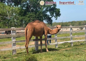 Operativo en Tamaulipas contra el "huachicol" descubre rancho con más de 130 animales exóticos 4 Operativo en Tamaulipas contra el “huachicol” descubre rancho con más de 130 animales exóticos