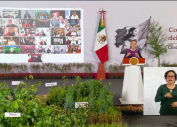Reforestación busca devolver vida a la selva de Quintana Roo 1 Reforestación