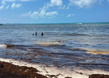 Agosto marca el pico del sargazo en Quintana Roo 1 Agosto