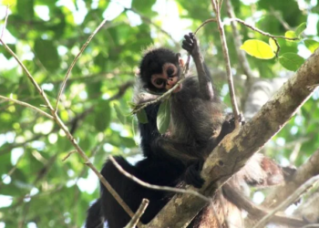 Les quitaron la selva y hoy cobran por verlos: El triste destino de la fauna en Cancún