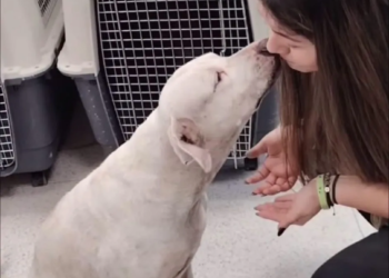 El amarillismo mediático frente a la objetividad en casos de ataques caninos