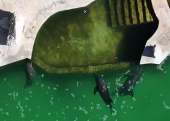 9 delfines abandonados en Cancún revelan vacíos de la reforma ambiental en México 4 9 delfines abandonados en Cancún revelan los vacíos de la reforma ambiental en México