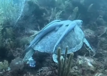 Buzos hallan tortuga desovando bajo el agua en Mahahual