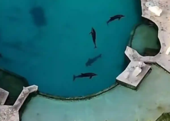 Profepa confirma estado crítico en delfines asegurados de Dolphin en Cancún 1 Profepa confirma estado crítico en delfines asegurados de Dolphin en Cancún