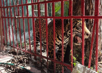 Caso Pepe Tigre divide a Cancún: influencers lo defienden y animalistas piden proteger al jaguar. 5 Caso Pepe Tigre divide a Cancún: influencers lo defienden y animalistas piden proteger al jaguar.
