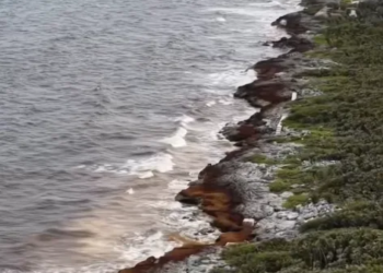 Sargazo rompe récord en Quintana Roo: 133 mil toneladas y una factura que ya pesa