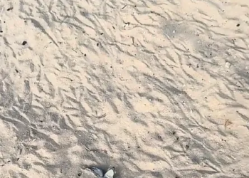 tortuga