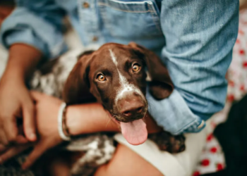 ¿Licencia de 3 días pagada por fallecimiento de mascotas? La nueva iniciativa en el Congreso 4 ¿Licencia de 3 días pagada por fallecimiento de mascotas? La nueva iniciativa en el Congreso