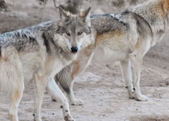 Firma la protección del lobo mexicano ante posible eliminación en EE. UU.