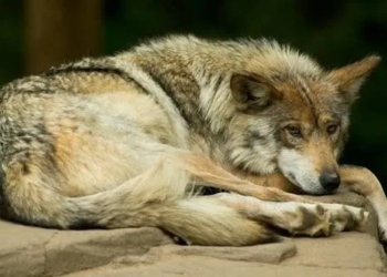 Retiraran protección al lobo mexicano para permitir su caza en apoyo a ganaderos