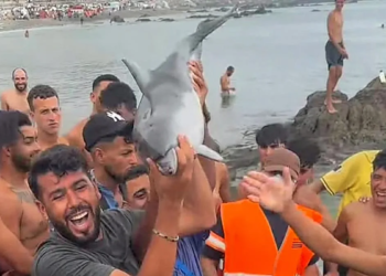 Inmigrantes asesinan a cría de delfín mular en una playa de España
