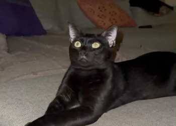 Día del Gato Negro: en Cancún suspenden adopciones por miedo a rituales 1 Día del Gato Negro: en Cancún suspenden adopciones por miedo a rituales