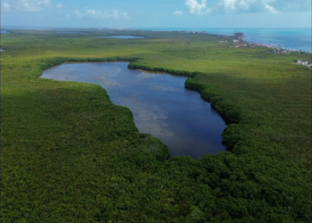 Menos manglar, más riesgo: la alerta para Cancún, Playa y Tulum 4 Menos manglar, más riesgo: la alerta para Cancún, Playa y Tulum