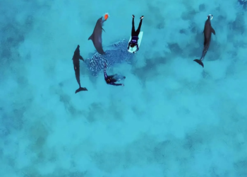 Seis delfines podrían salir de parque clausurado en Cancún