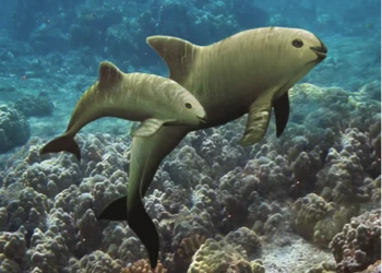 Vaquita marina: quedan 10 y México debilita su protección 1 Vaquita marina: quedan 10 y México debilita su protección