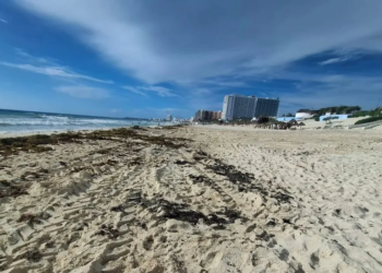 Denuncian ecocidio en Playa Delfines por obras de cable submarino en zona de anidación 5 Denuncian ecocidio en Playa Delfines por obras de cable submarino en zona de anidación
