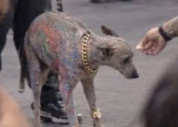 Exhiben perro xoloitzcuintle tatuado acusan de maltrato animal 1 Exhiben perro xoloitzcuintle tatuado acusan de maltrato animal