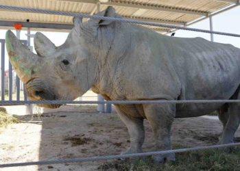 ¡Histórico traslado! 4 rinocerontes recoren blancos llegan al Zoológico de Guadalajara