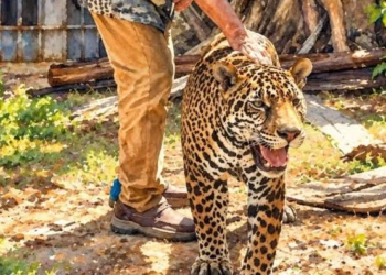 “Pepe Tigre” pierde su hogar de más de 20 hectáreas