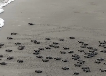 Denuncian maquinaria en zona de anidación de tortugas en Playa Delfines 2 Denuncian maquinaria en zona de anidación de tortugas en Playa Delfines