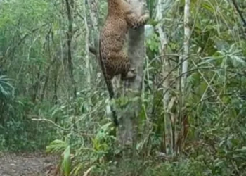 Captan en video a jaguar trepando un árbol en la Selva Maya 4 Captan en video a jaguar trepando un árbol en la Selva Maya de Guatemala